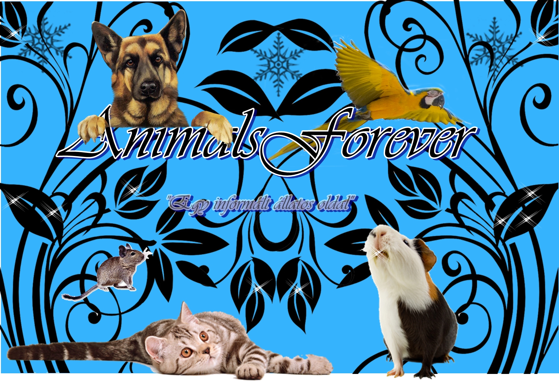 animalsforever
